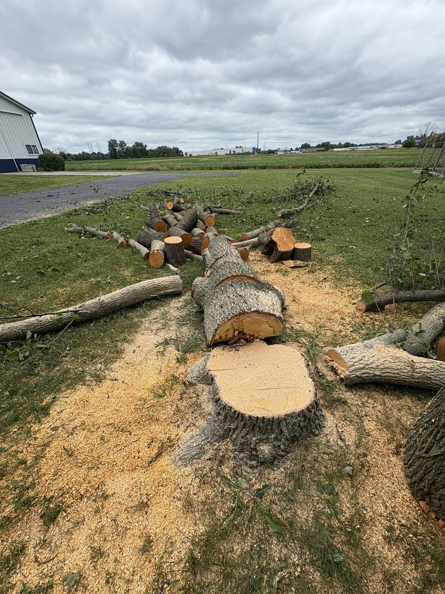 Mature tree felled, bucked, and ready for haul-off