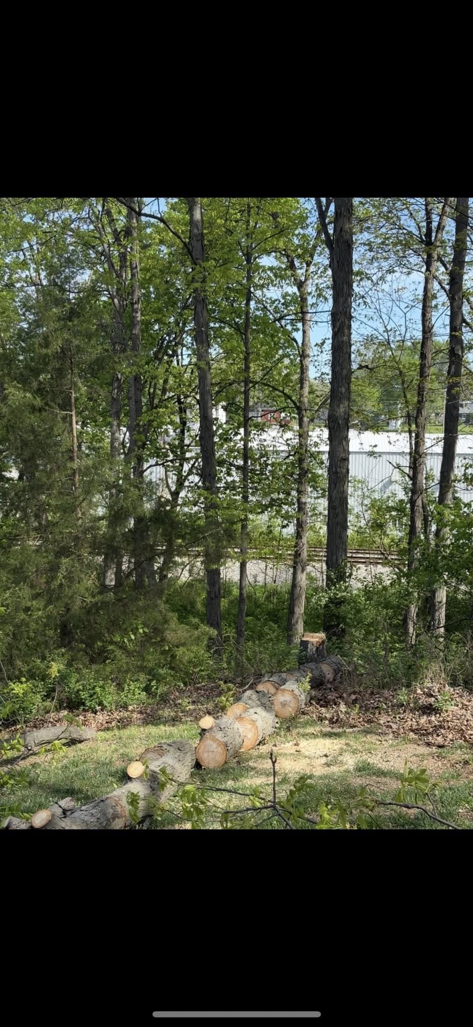 Wooded lot with trees felled and stacked