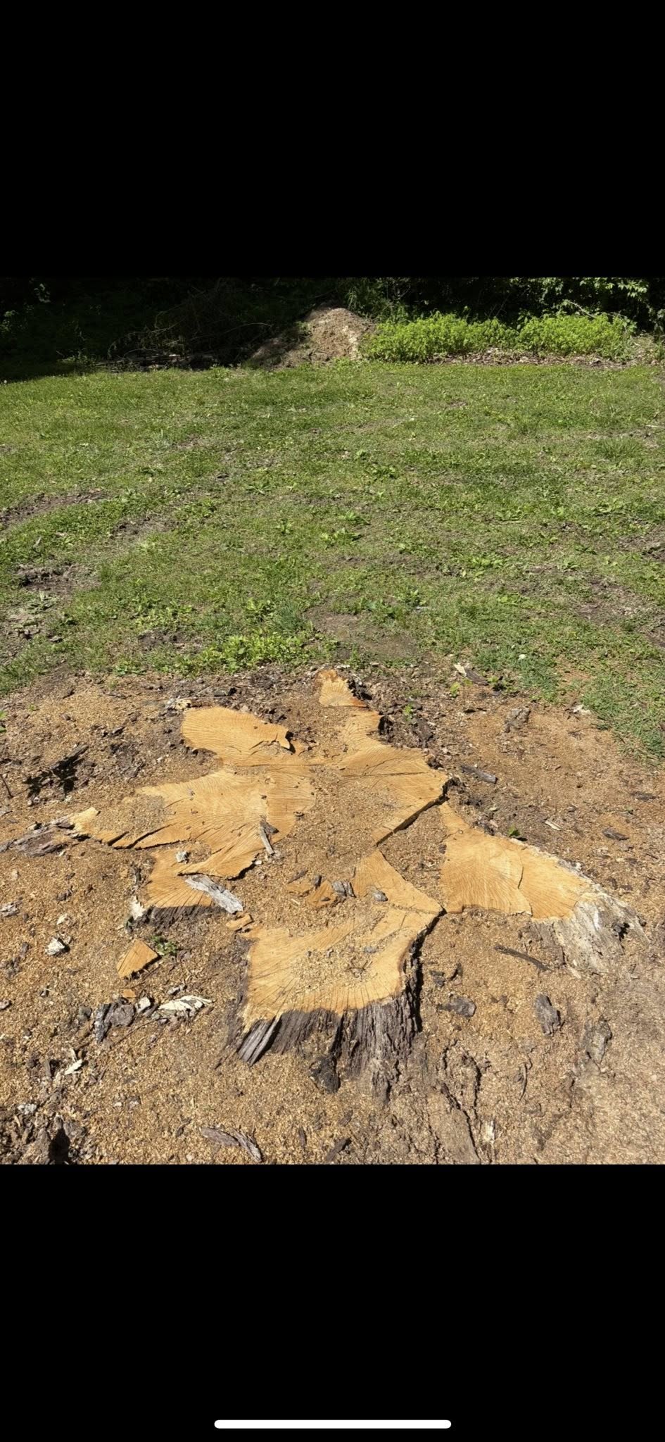 Fresh stump cut, beautiful wood grain visible