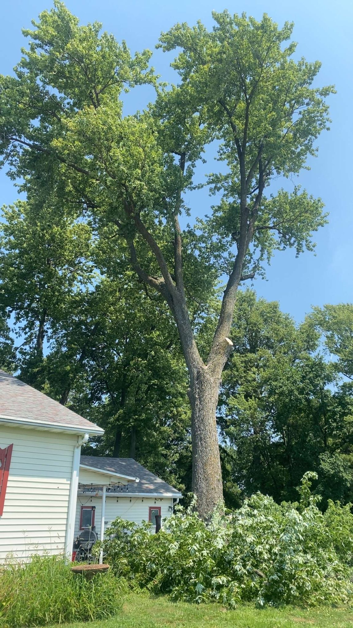 Tall tree being assessed next to a house